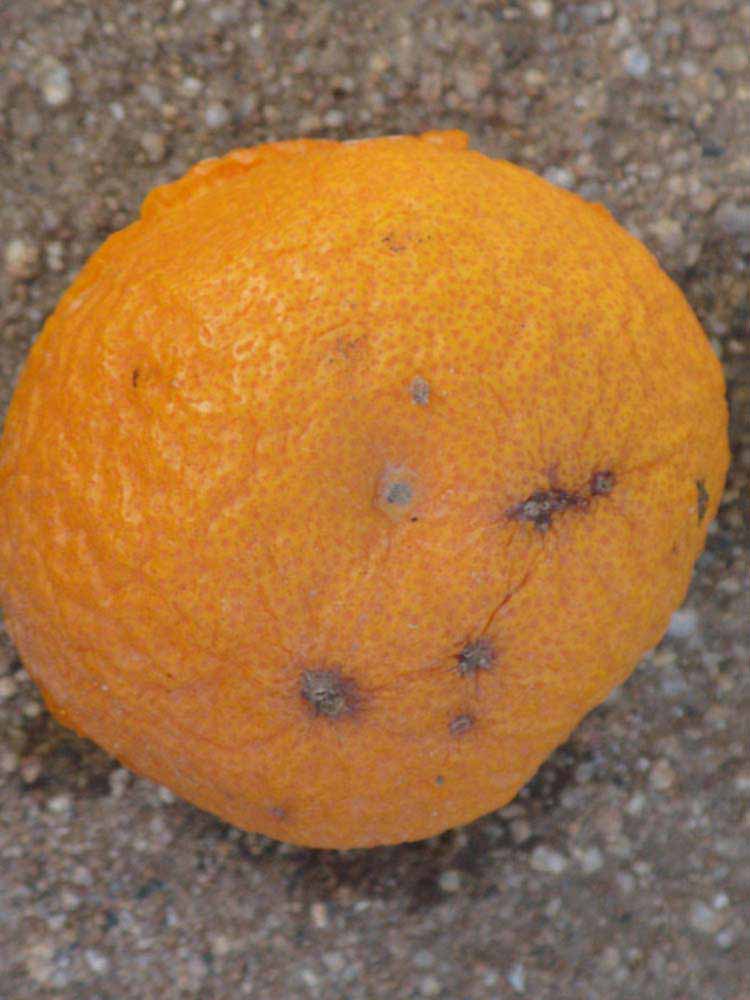            Fruit (Riverside, CA)   